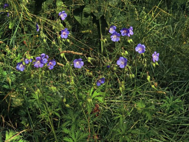 Kakost luční (Geranium pratense L.)