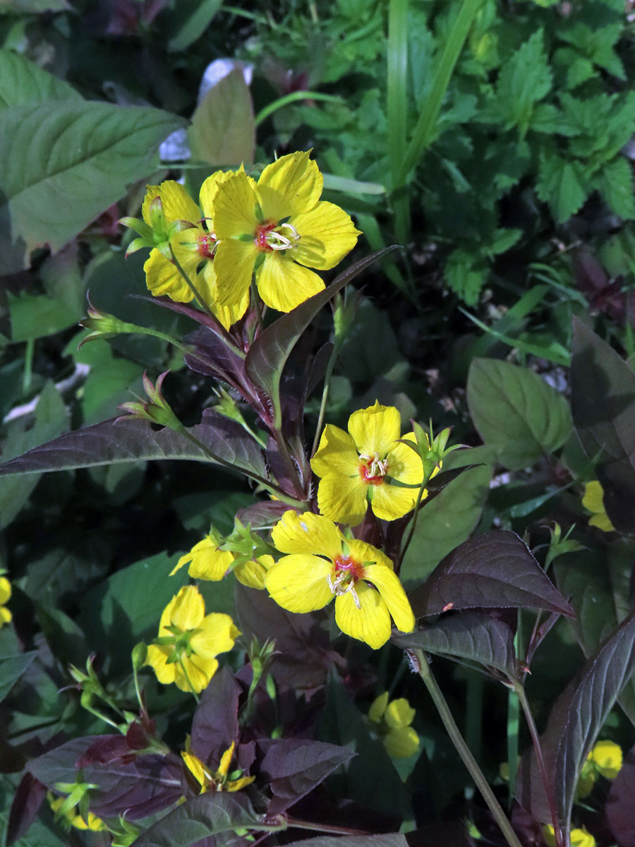 Vrbina brvitá (Lysimachia ciliata L.)