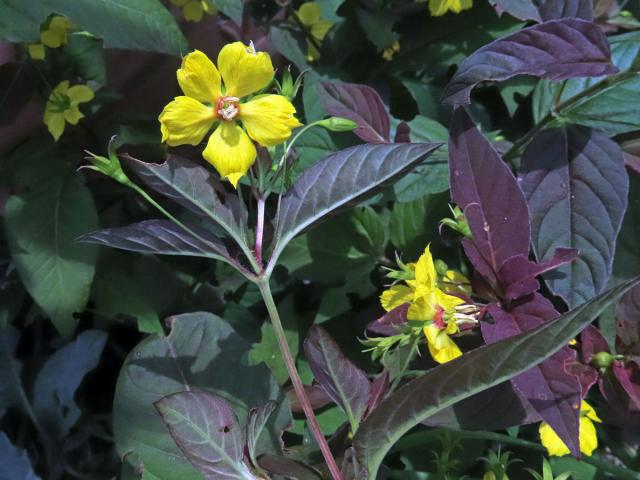 Vrbina brvitá (Lysimachia ciliata L.)