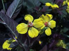 Vrbina brvitá (Lysimachia ciliata L.), čtyřčetný květ (7)