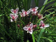 Šmel okoličnatý (Butomus umbellatus L.)