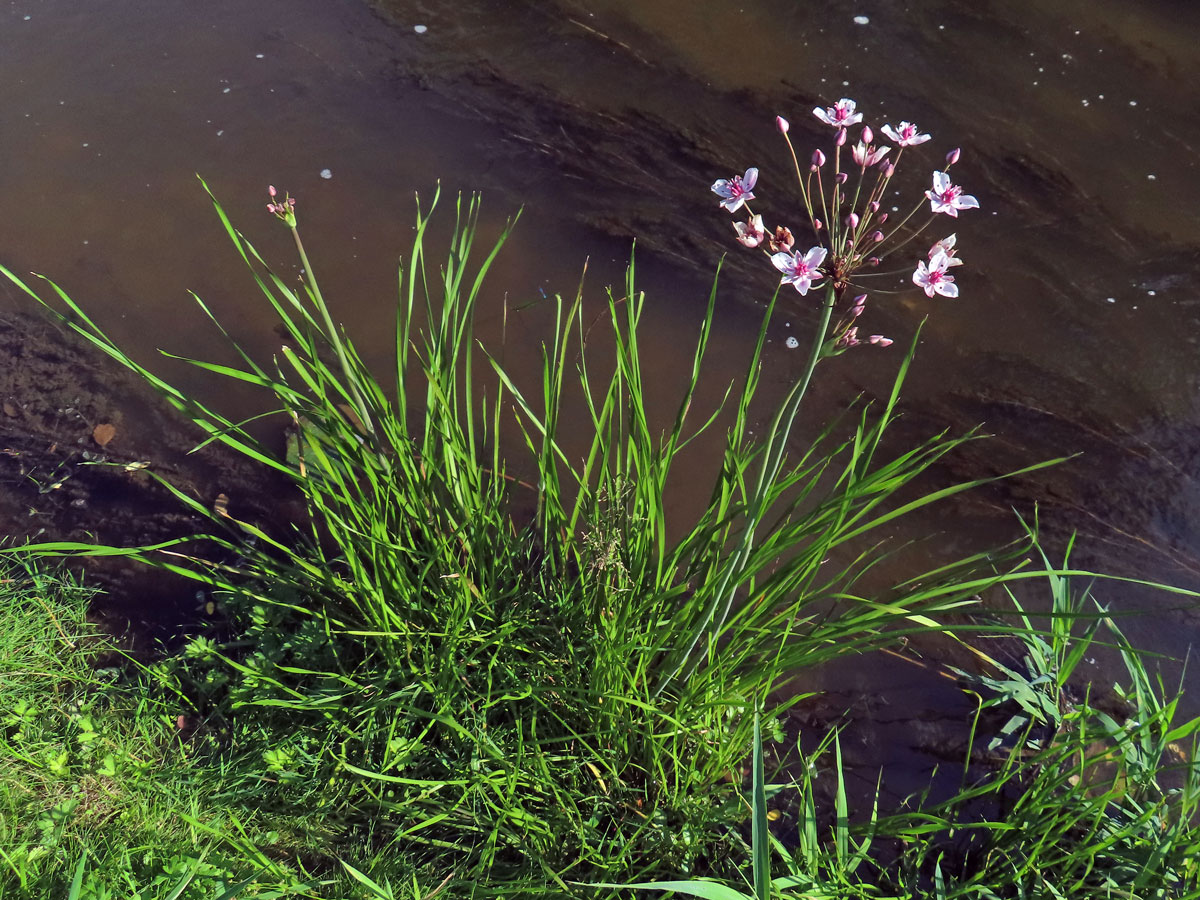 Šmel okoličnatý (Butomus umbellatus L.)