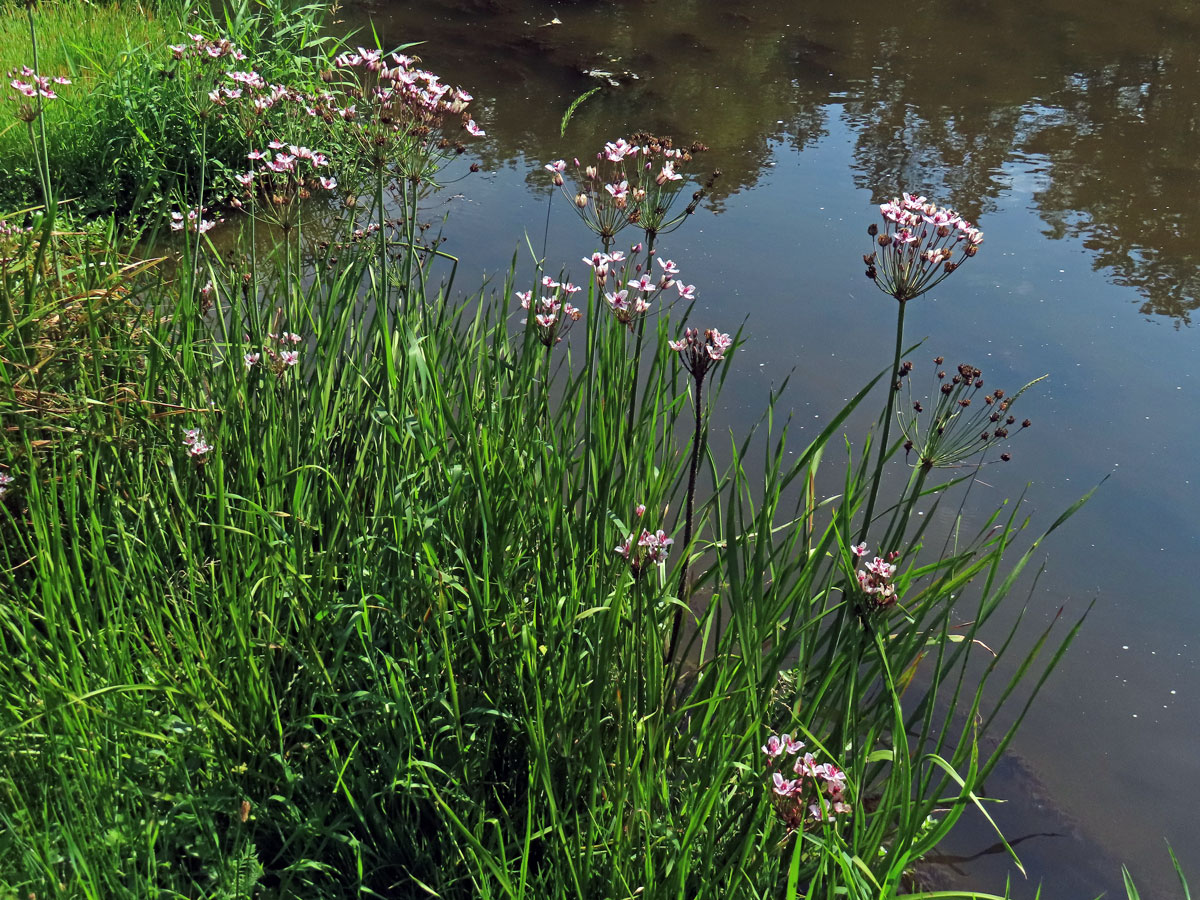 Šmel okoličnatý (Butomus umbellatus L.)