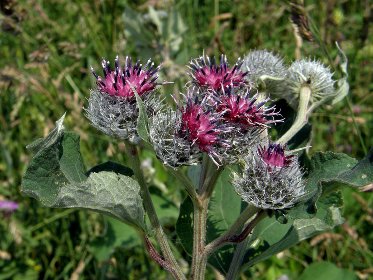 Lopuch plstnatý (Arctium tomentosum Mill.)