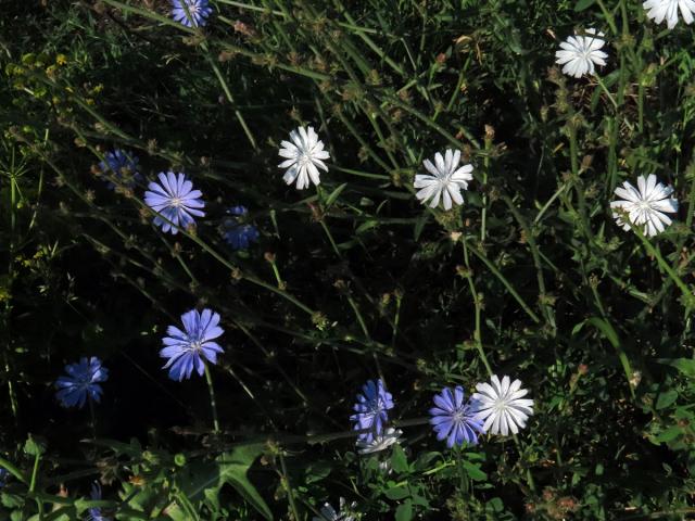 Čekanka obecná (Cichorium intybus L.) - rostlina s bílými květy (14a)