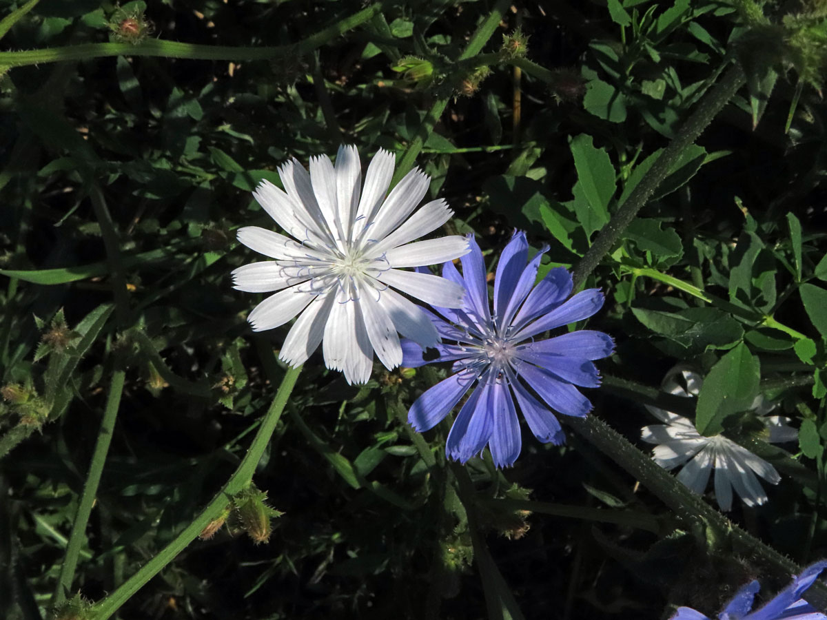 Čekanka obecná (Cichorium intybus L.) - rostlina s bílými květy (14b)