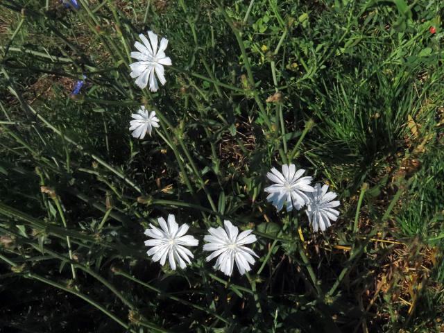 Čekanka obecná (Cichorium intybus L.) - rostlina s bílými květy (15a)