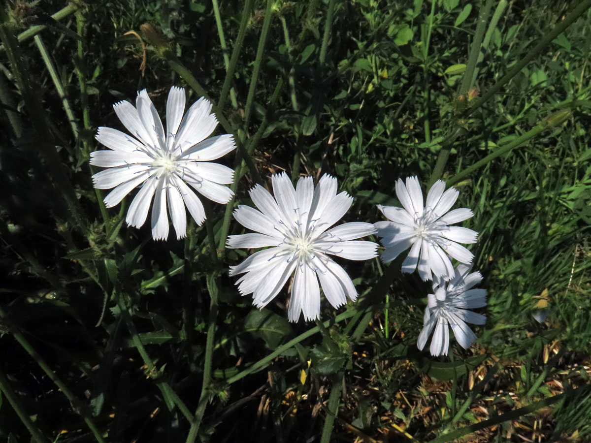 Čekanka obecná (Cichorium intybus L.) - rostlina s bílými květy (15b)