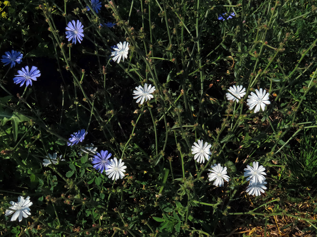 Čekanka obecná (Cichorium intybus L.) - rostlina s bílými květy (16a)