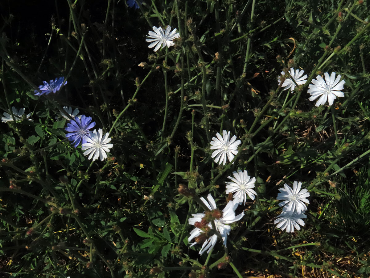 Čekanka obecná (Cichorium intybus L.) - rostlina s bílými květy (16b)