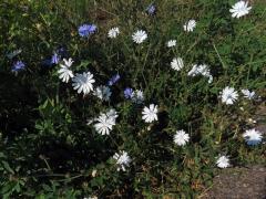 Čekanka obecná (Cichorium intybus L.) - rostlina s bílými květy (17)