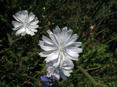 cekanČekanka obecná (Cichorium intybus L.) - rostlina s bílými květy (18b)