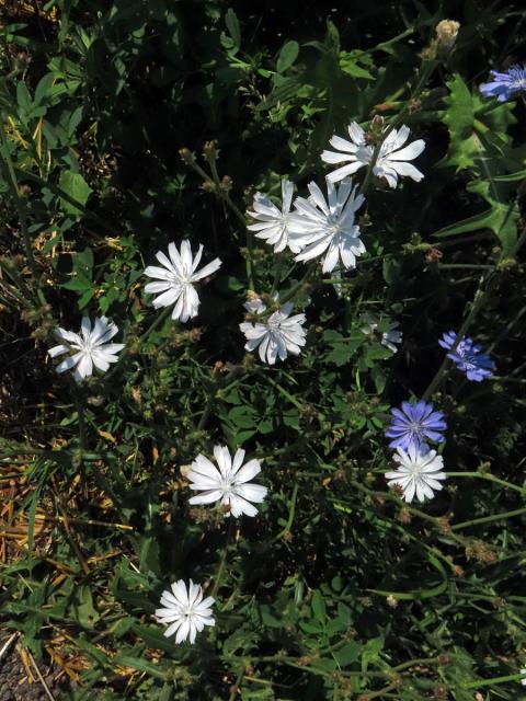 Čekanka obecná (Cichorium intybus L.) - rostlina s bílými květy (19)