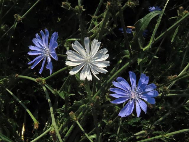 Čekanka obecná (Cichorium intybus L.) - rostlina s bílými květy (20)