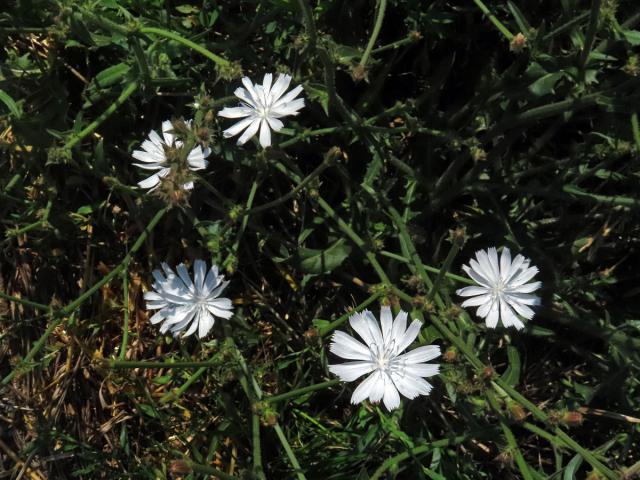 Čekanka obecná (Cichorium intybus L.) - rostlina s bílými květy (21)