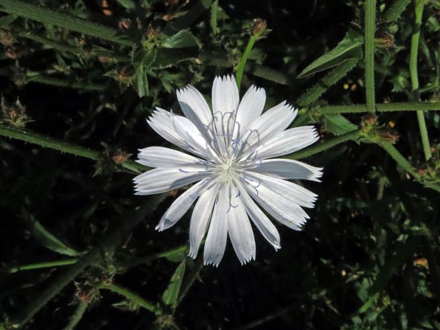 Čekanka obecná (Cichorium intybus L.) - rostlina s bílými květy (22)