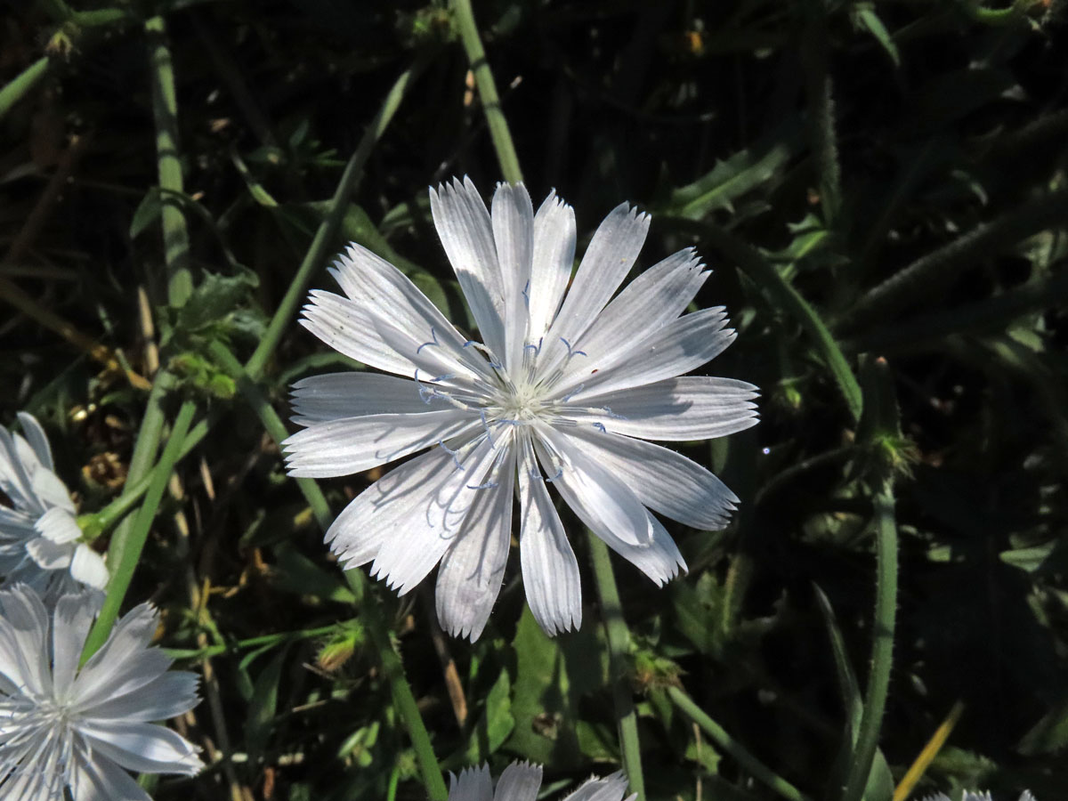 Čekanka obecná (Cichorium intybus L.) - rostlina s bílými květy (1