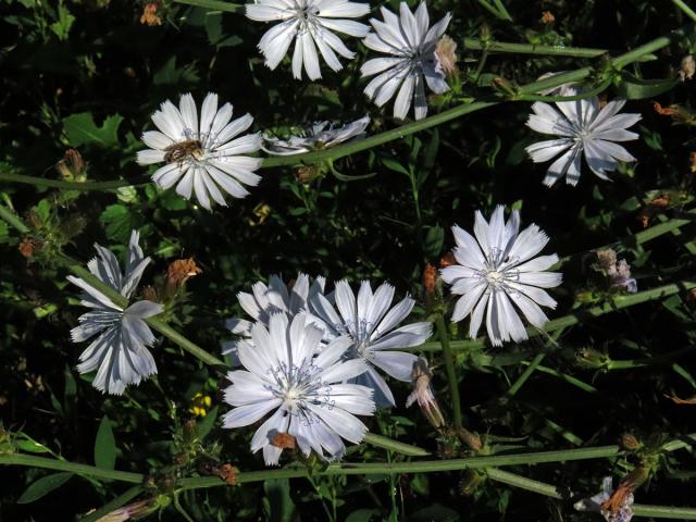 Čekanka obecná (Cichorium intybus L.) - květenství světle modrých květů