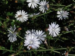 Atypická barva květů čekanky obecné (Cichorium intybus L.) - světle modrá