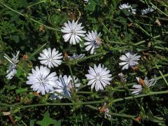 Čekanka obecná (Cichorium intybus L.) - květenství světle modrých květů