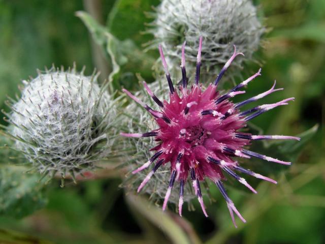 Lopuch plstnatý (Arctium tomentosum Mill.)