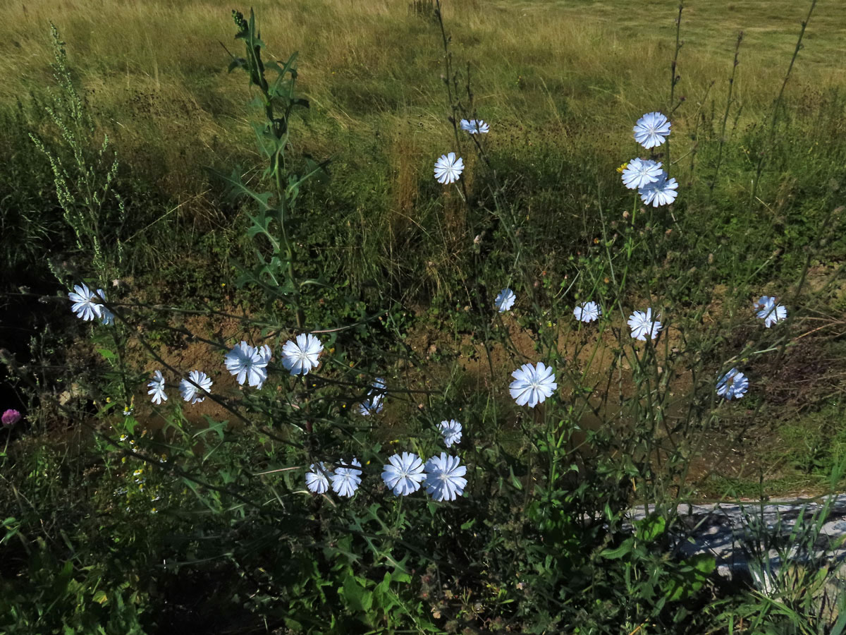 Čekanka obecná (Cichorium intybus L.) - květenství světle modrých květů