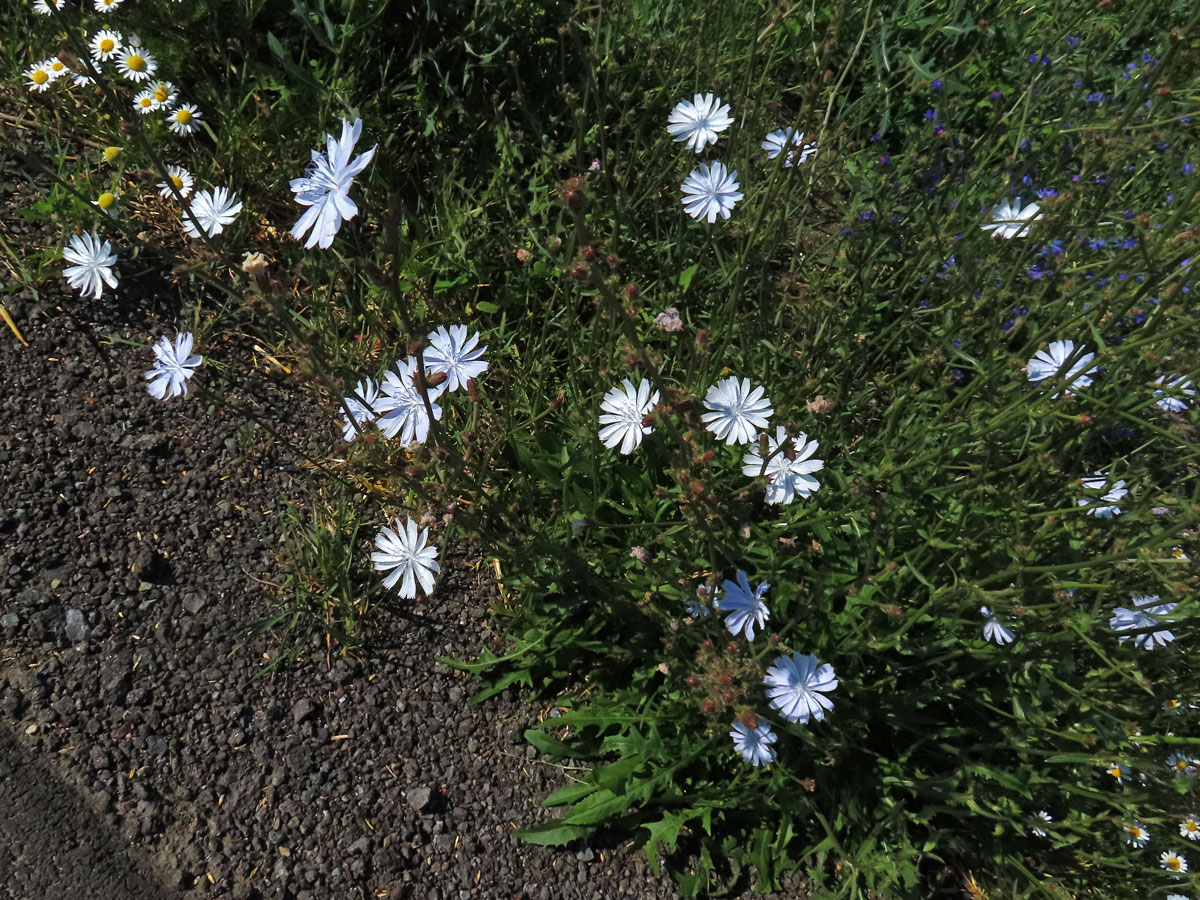 Čekanka obecná (Cichorium intybus L.) - květenství světle modrých květů