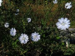 Čekanka obecná (Cichorium intybus L.) - květenství světle modrých květů