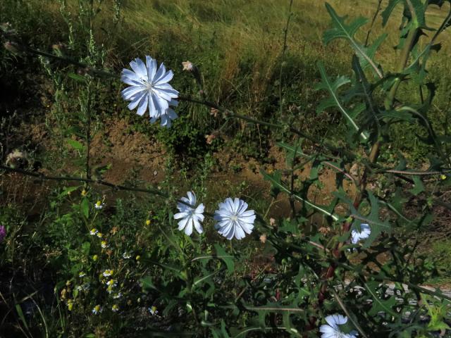 Čekanka obecná (Cichorium intybus L.) - květenství světle modrých květů