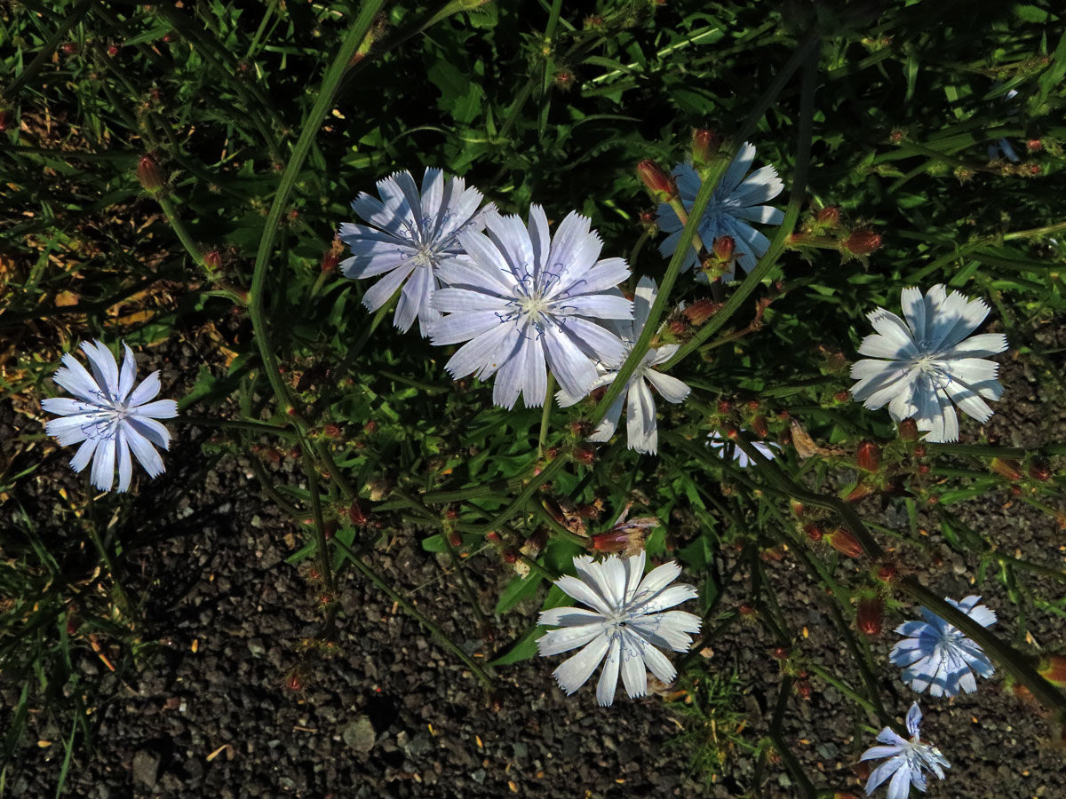 Čekanka obecná (Cichorium intybus L.) - květenství světle modrých květů