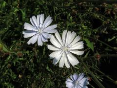 Čekanka obecná (Cichorium intybus L.) - květenství světle modrých květů