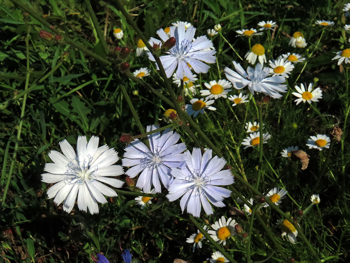 Čekanka obecná (Cichorium intybus L.) - květenství světle modrých květů