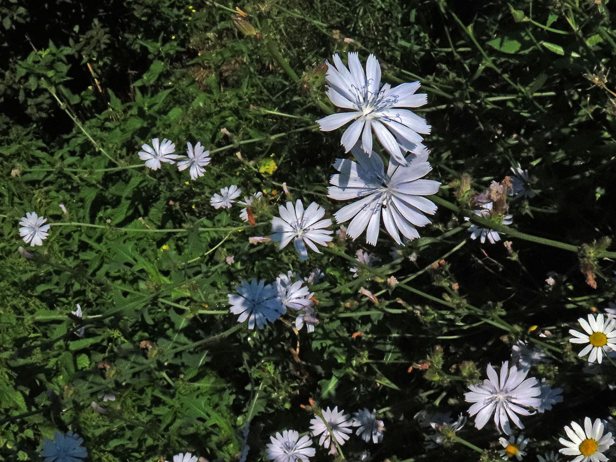 Čekanka obecná (Cichorium intybus L.) - květenství světle modrých květů