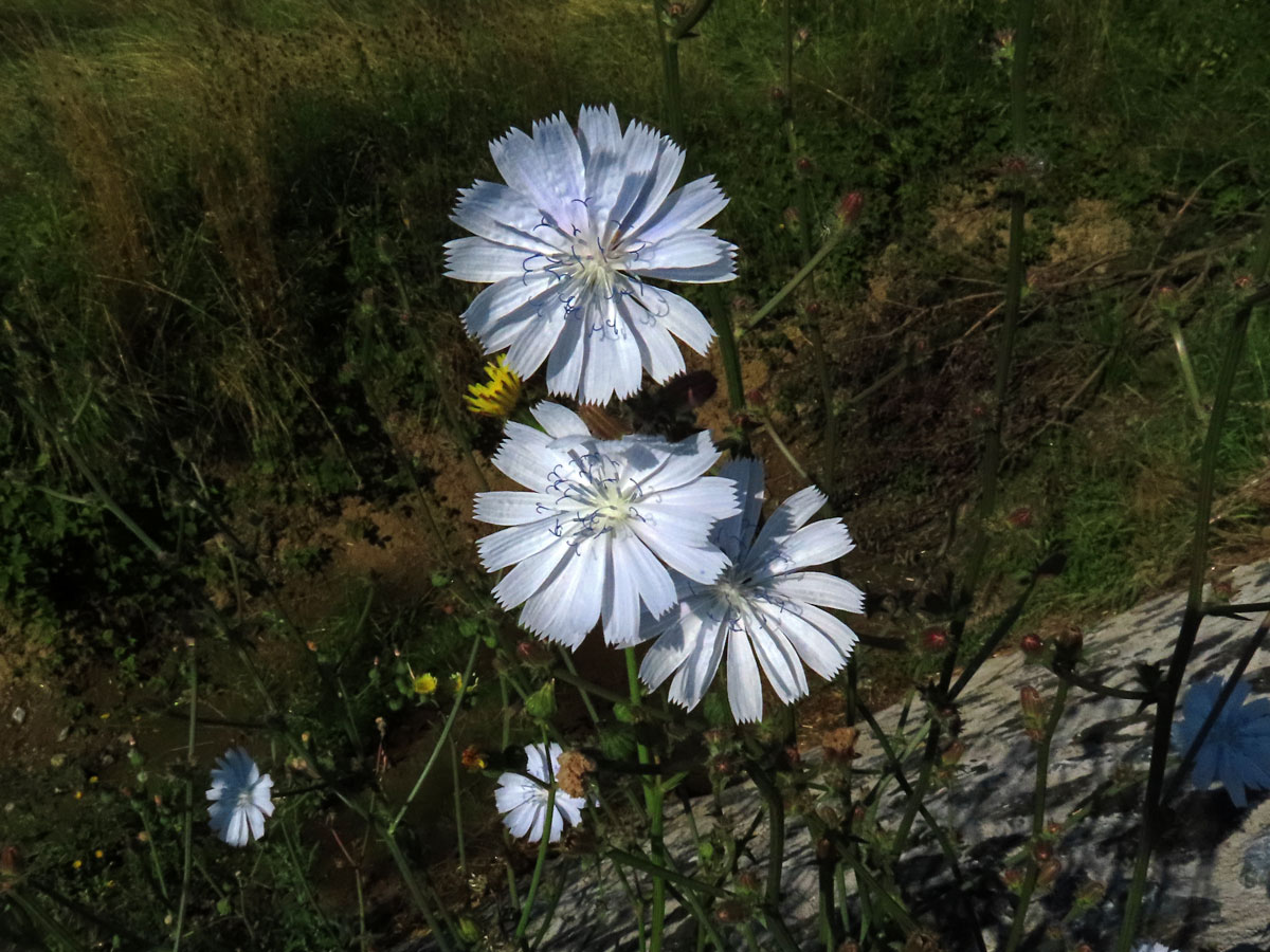 Čekanka obecná (Cichorium intybus L.) - květenství světle modrých květů