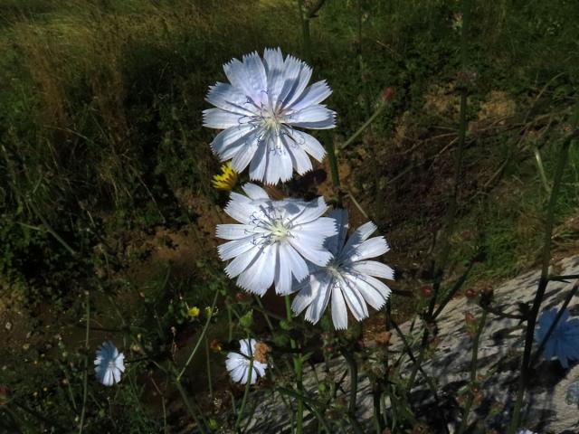 Čekanka obecná (Cichorium intybus L.) - květenství světle modrých květů