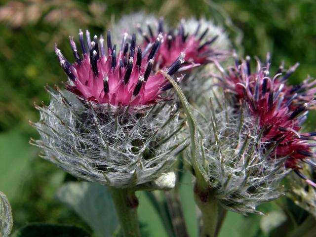 Lopuch plstnatý (Arctium tomentosum Mill.)