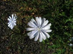 Čekanka obecná (Cichorium intybus L.) - květenství světle modrých květů