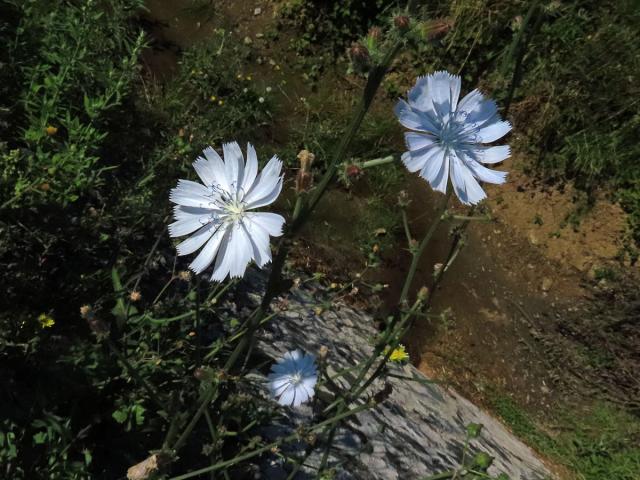 Čekanka obecná (Cichorium intybus L.) - květenství světle modrých květů