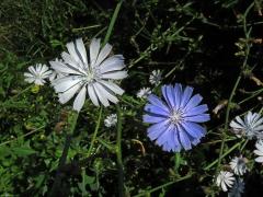 Čekanka obecná (Cichorium intybus L.) - květenství světle modrých květů