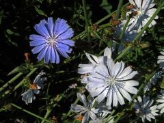 Čekanka obecná (Cichorium intybus L.) - květenství světle modrých květů