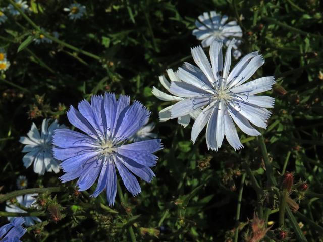 Čekanka obecná (Cichorium intybus L.) - květenství světle modrých květů