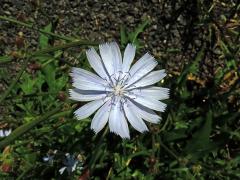 Čekanka obecná (Cichorium intybus L.) - květenství světle modrých květů