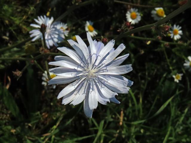 Čekanka obecná (Cichorium intybus L.) - květenství světle modrých květů