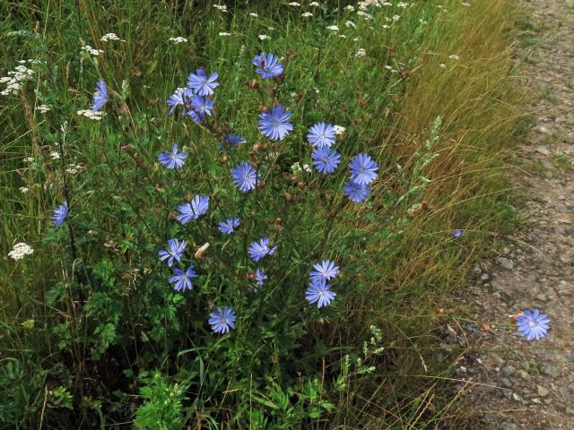 Čekanka obecná (Cichorium intybus L.)