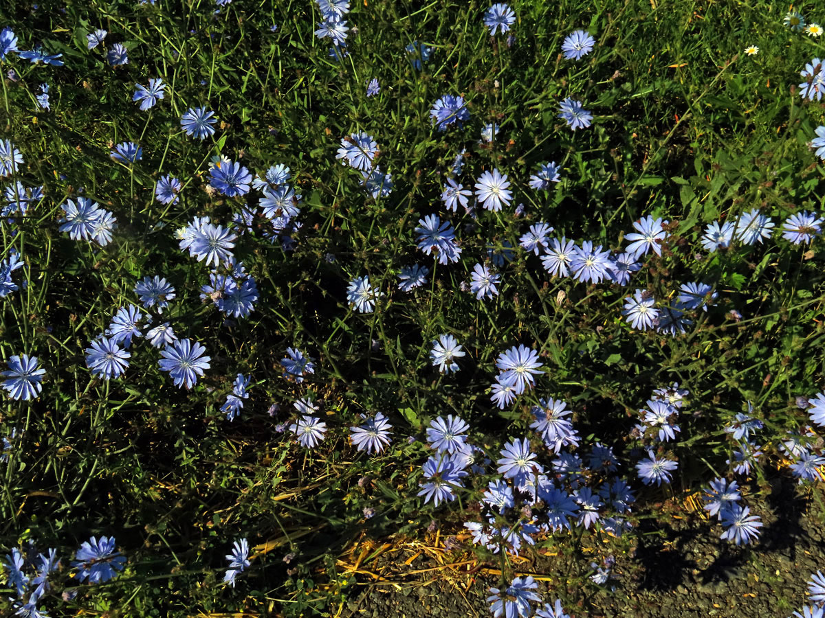 Čekanka obecná (Cichorium intybus L.)