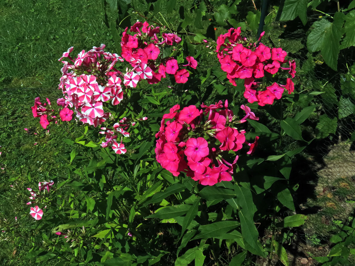 Plemenka latnatá (Phlox paniculata L.)