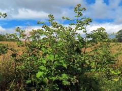 Lopuch větší (Arctium lappa L.)