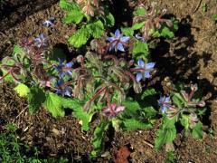 Brutnák lékařský (Borago officinalis L.)