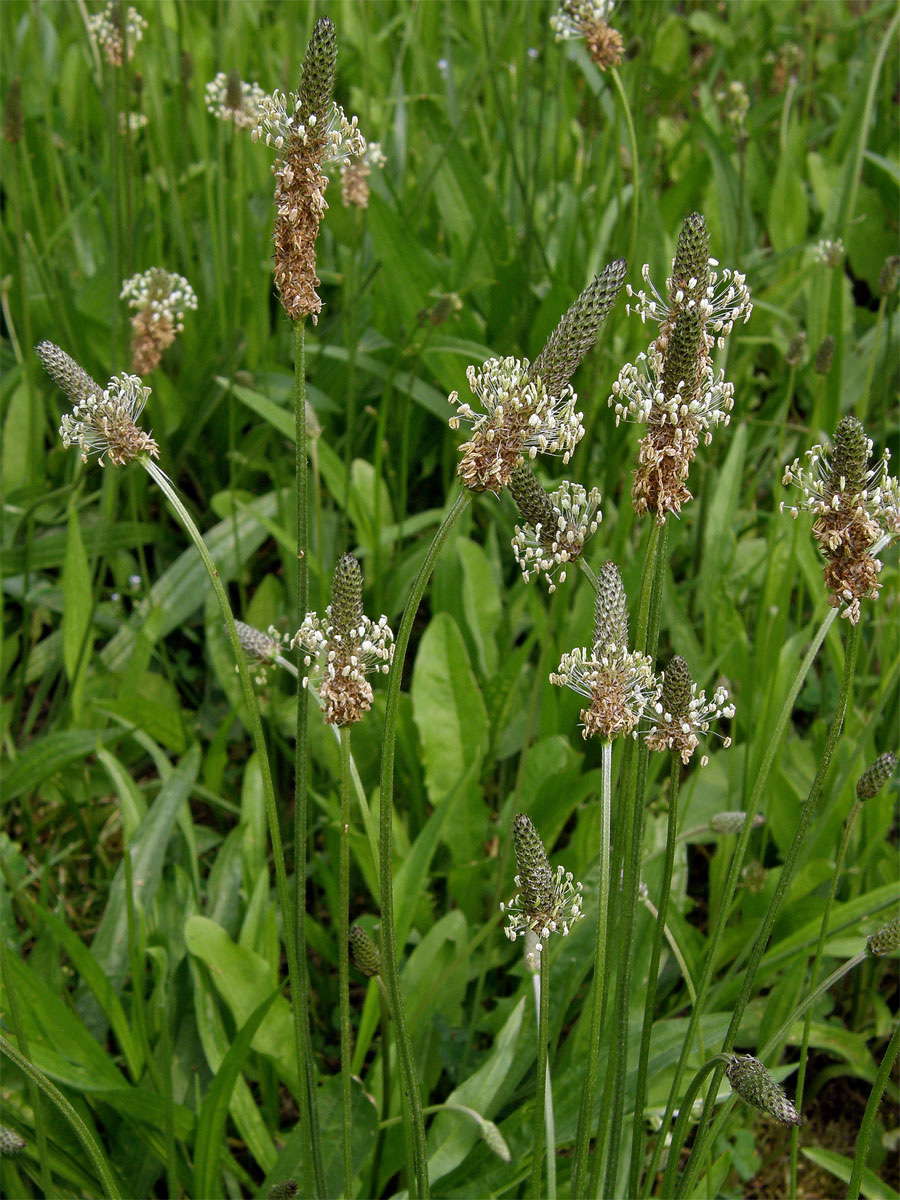 Jitrocel kopinatý (Plantago lanceolata L.)