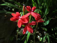 Freesia laxa (Thunb.) Goldblatt et J. C. Manning